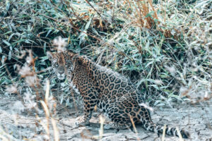 Jaguarland reserve